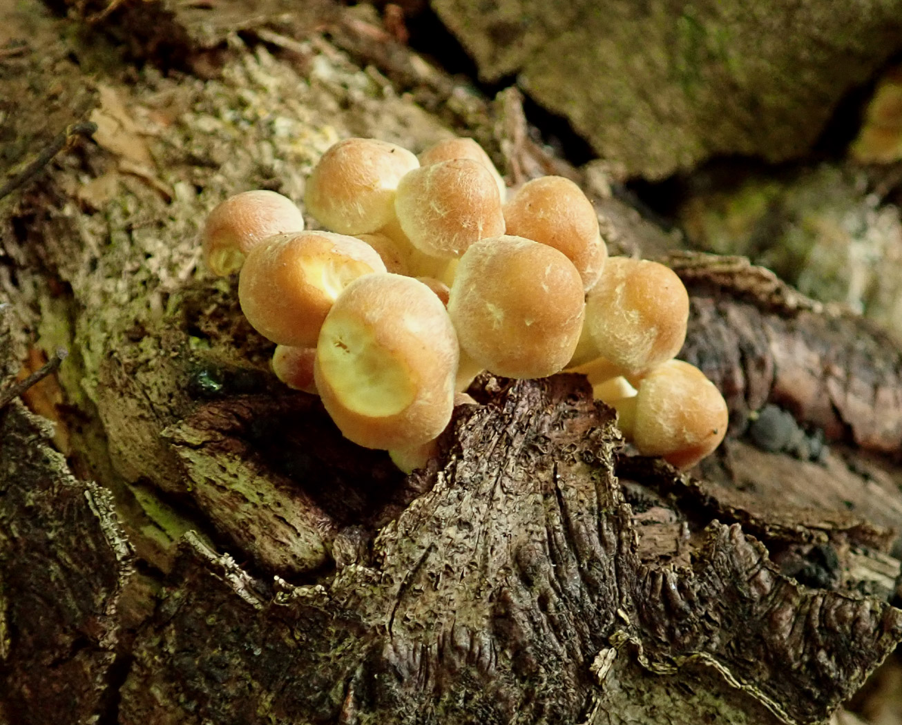 Hypholoma fasciculare  by Penny Cullungton